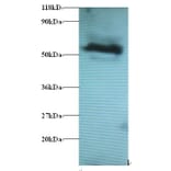 Gamma-aminobutyric acid receptor-associated protein-like 2 Polyclonal Antibody from Signalway Antibody (42395)