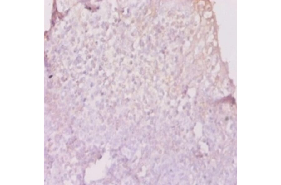 Immunohistochemistry - 42587 from Signalway Antibody - Antibodies.com