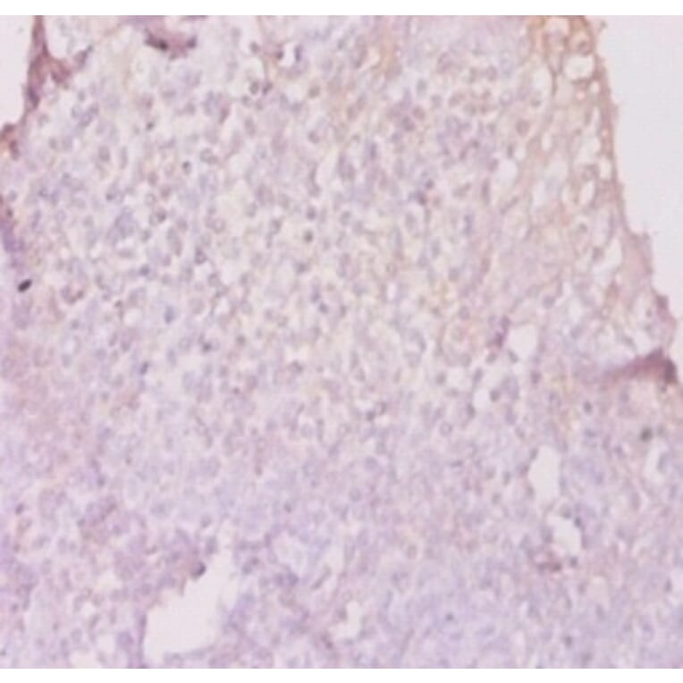 Immunohistochemistry - 42587 from Signalway Antibody - Antibodies.com