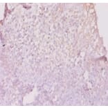 Immunohistochemistry - 42587 from Signalway Antibody - Antibodies.com