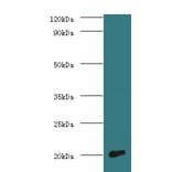 Cytochrome c oxidase subunit 4 isoform 1, mitochondrial Polyclonal Antibody from Signalway Antibody (42116)