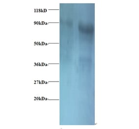 Eukaryotic translation initiation factor 3 subunit I Polyclonal Antibody from Signalway Antibody - Antibodies.com