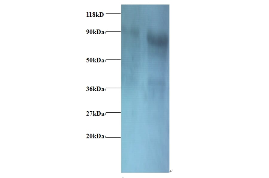 Eukaryotic translation initiation factor 3 subunit I Polyclonal Antibody from Signalway Antibody - Antibodies.com