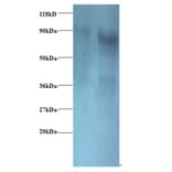 Eukaryotic translation initiation factor 3 subunit I Polyclonal Antibody from Signalway Antibody - Antibodies.com