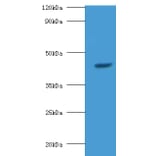 StAR-related lipid transfer protein 7, mitochondrial Polyclonal Antibody from Signalway Antibody - Antibodies.com