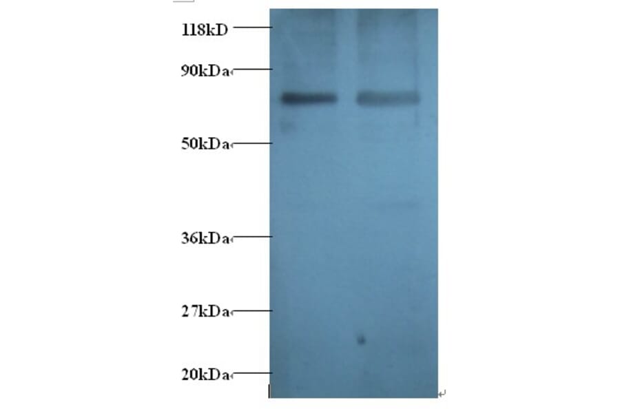 Gamma-aminobutyric acid receptor-associated protein Polyclonal Antibody from Signalway Antibody - Antibodies.com