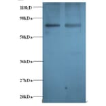 Gamma-aminobutyric acid receptor-associated protein Polyclonal Antibody from Signalway Antibody - Antibodies.com