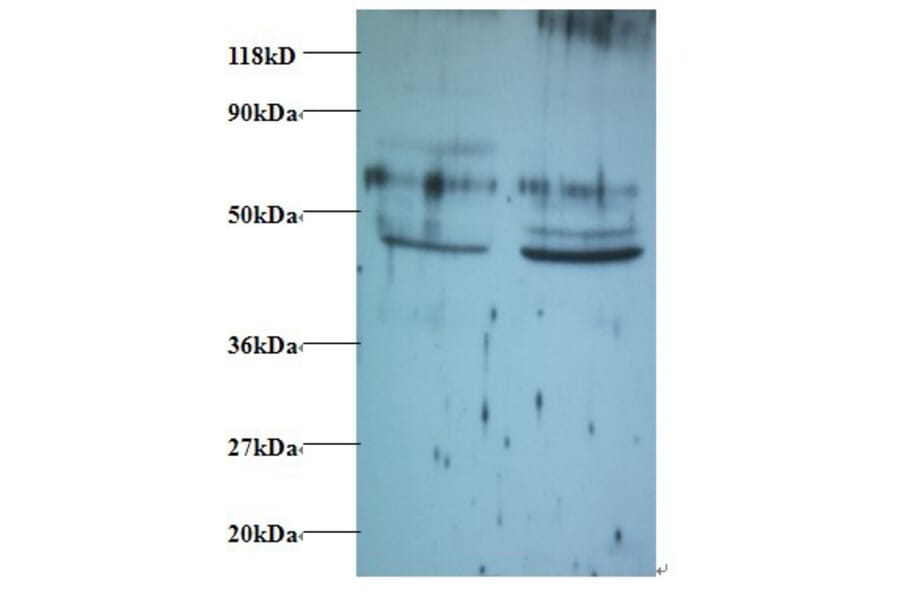 Tumor necrosis factor ligand superfamily member 14 Polyclonal Antibody from Signalway Antibody - Antibodies.com