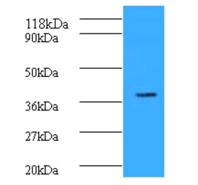 Cyclic AMP-responsive element-binding protein 1 Polyclonal Antibody from Signalway Antibody (42135) - Antibodies.com