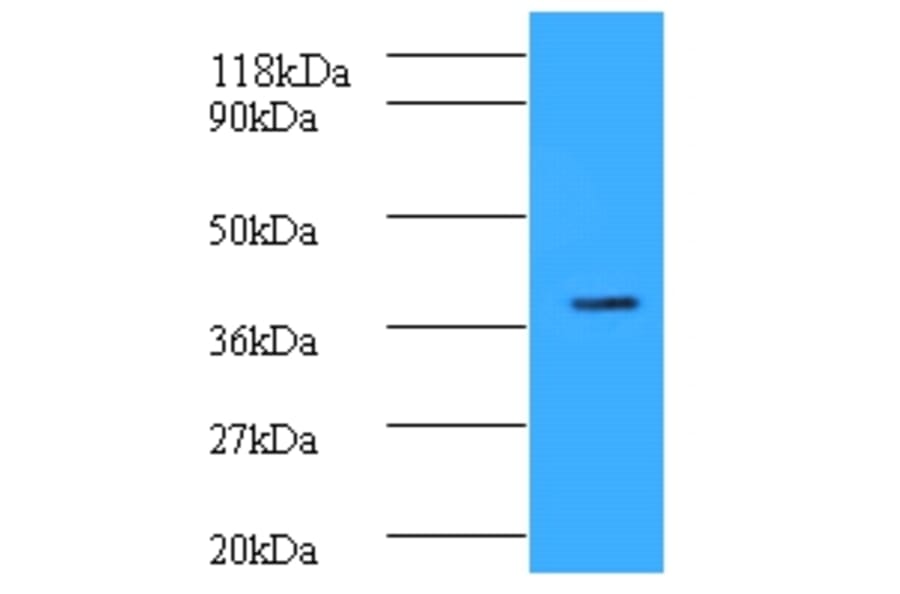 Cyclic AMP-responsive element-binding protein 1 Polyclonal Antibody from Signalway Antibody (42135) - Antibodies.com