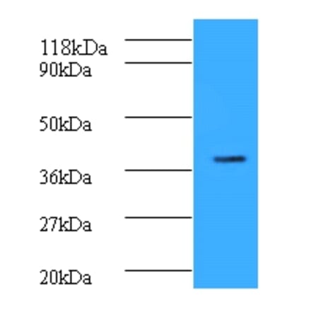 Cyclic AMP-responsive element-binding protein 1 Polyclonal Antibody from Signalway Antibody (42135) - Antibodies.com