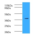 Cyclic AMP-responsive element-binding protein 1 Polyclonal Antibody from Signalway Antibody (42135) - Antibodies.com