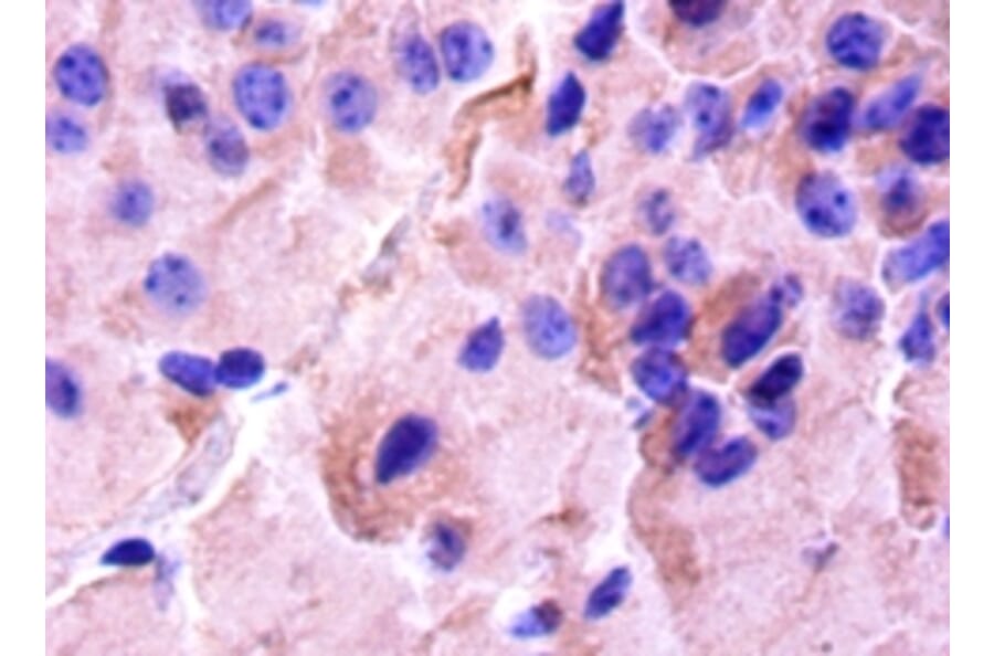 Immunohistochemistry - Cyclic AMP-responsive element-binding protein 1 Polyclonal Antibody from Signalway Antibody (42135)