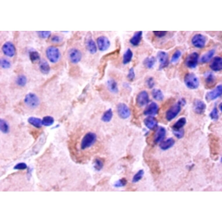 Immunohistochemistry - Cyclic AMP-responsive element-binding protein 1 Polyclonal Antibody from Signalway Antibody (42135)