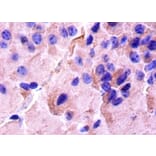 Immunohistochemistry - Cyclic AMP-responsive element-binding protein 1 Polyclonal Antibody from Signalway Antibody (42135)