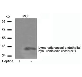 Western blot - Lymphatic vessel endothelial hyaluronic acid receptor 1 Antibody from Signalway Antibody (21407)