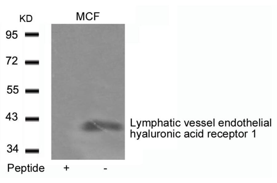 Western blot - Lymphatic vessel endothelial hyaluronic acid receptor 1 Antibody from Signalway Antibody (21407)