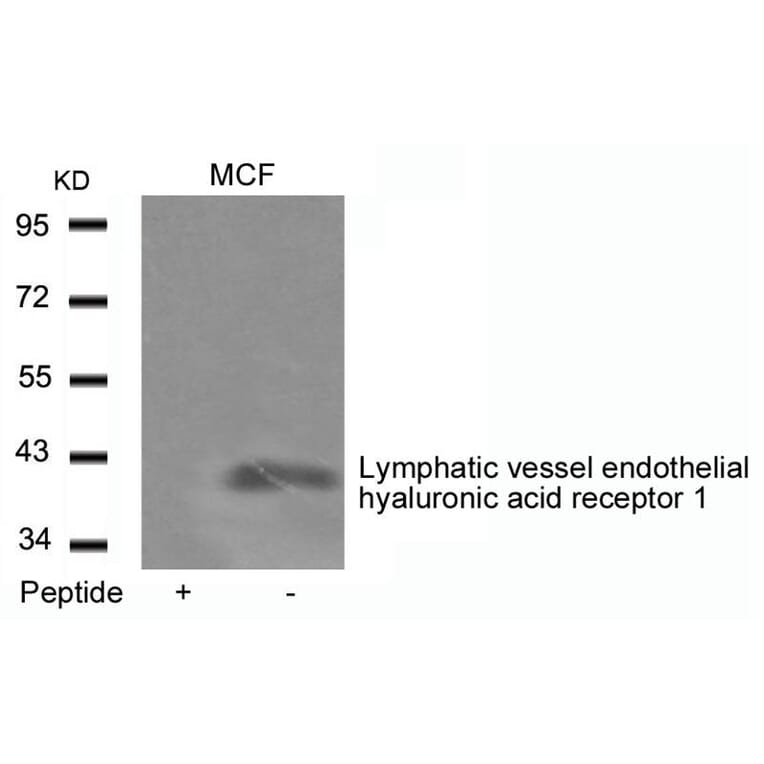 Western blot - Lymphatic vessel endothelial hyaluronic acid receptor 1 Antibody from Signalway Antibody (21407)