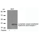 Western blot - Lymphatic vessel endothelial hyaluronic acid receptor 1 Antibody from Signalway Antibody (21407)