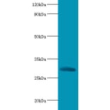 Chymotrypsin-like elastase family member 2A Polyclonal Antibody from Signalway Antibody (42119) - Antibodies.com