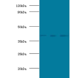 POU domain, class 5, transcription factor 1 Polyclonal Antibody from Signalway Antibody (42543) - Antibodies.com