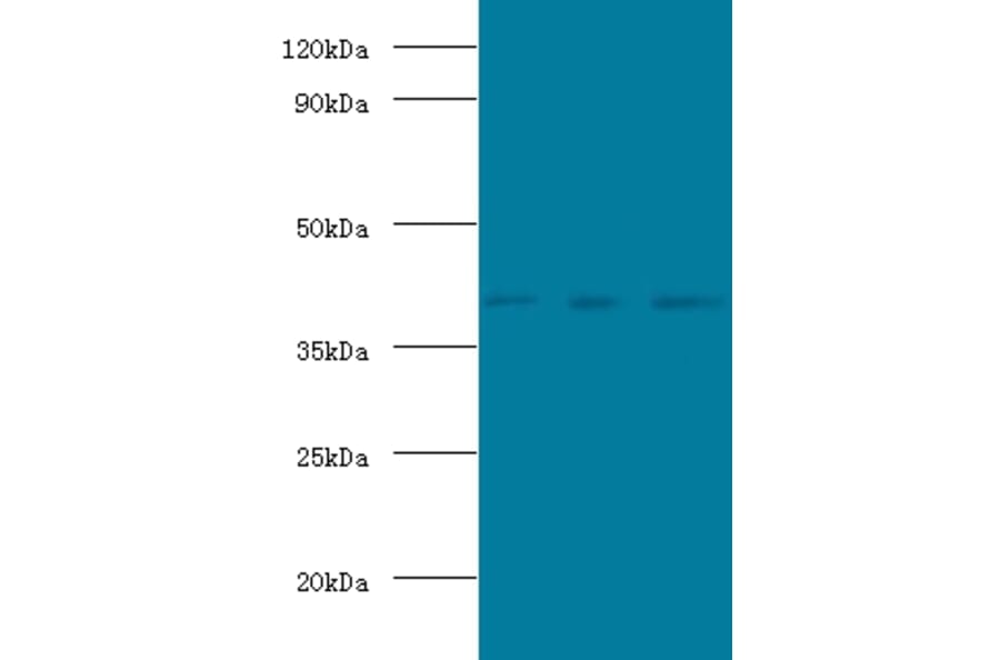 POU domain, class 5, transcription factor 1 Polyclonal Antibody from Signalway Antibody (42543) - Antibodies.com