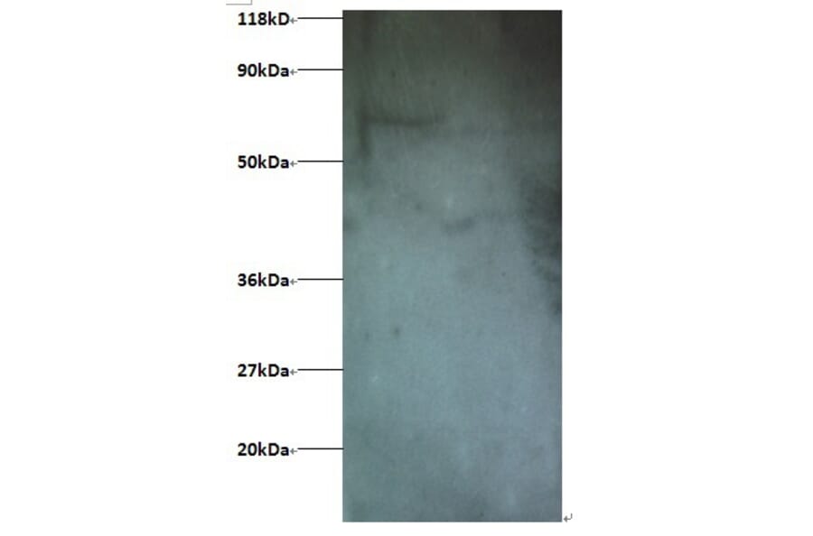 Interferon-induced transmembrane protein 1 Polyclonal Antibody from Signalway Antibody (42229) - Antibodies.com