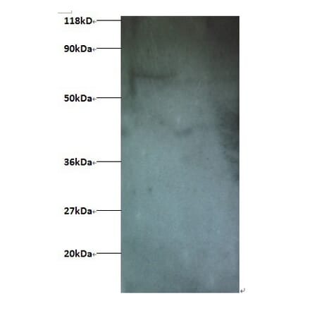 Interferon-induced transmembrane protein 1 Polyclonal Antibody from Signalway Antibody (42229) - Antibodies.com