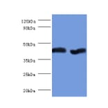 Aspartate aminotransferase, mitochondrial Polyclonal Antibody from Signalway Antibody (42384) - Antibodies.com