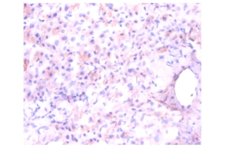 Immunohistochemistry - Aspartate aminotransferase, mitochondrial Polyclonal Antibody from Signalway Antibody (42384)