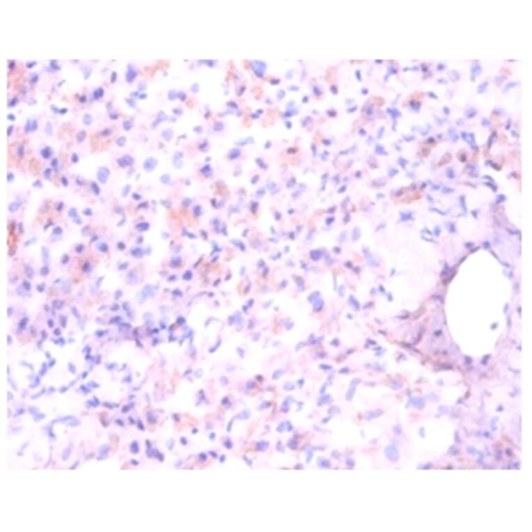 Immunohistochemistry - Aspartate aminotransferase, mitochondrial Polyclonal Antibody from Signalway Antibody (42384)