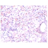 Immunohistochemistry - Aspartate aminotransferase, mitochondrial Polyclonal Antibody from Signalway Antibody (42384)