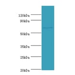 Leucine-rich repeat-containing protein 40 Polyclonal Antibody from Signalway Antibody (42688) - Antibodies.com