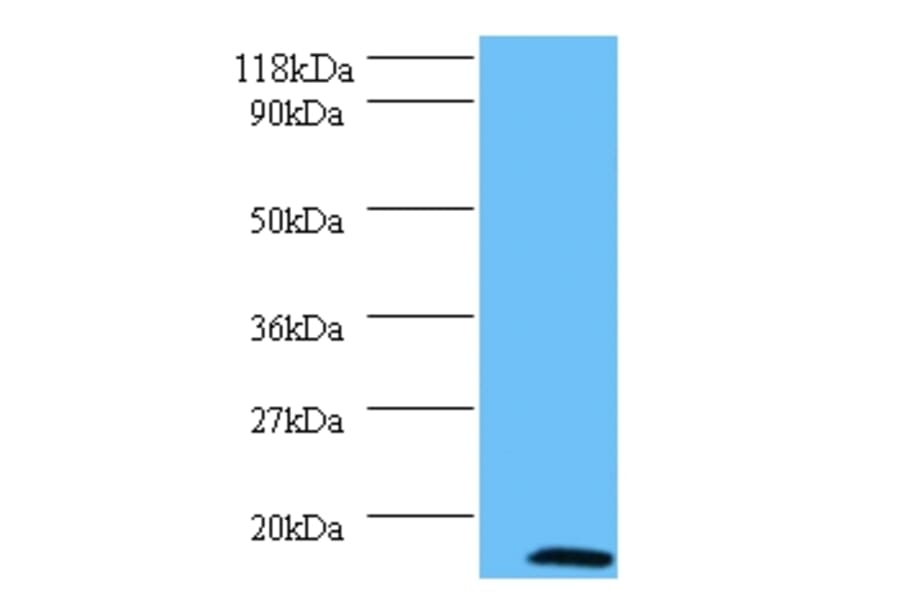 MORF4 family-associated protein 1-like 1 Polyclonal Antibody from Signalway Antibody (42258) - Antibodies.com