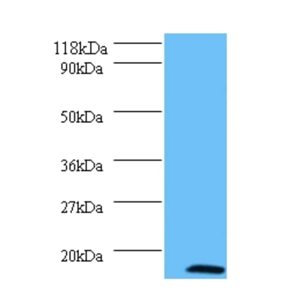 MORF4 family-associated protein 1-like 1 Polyclonal Antibody from Signalway Antibody (42258) - Antibodies.com