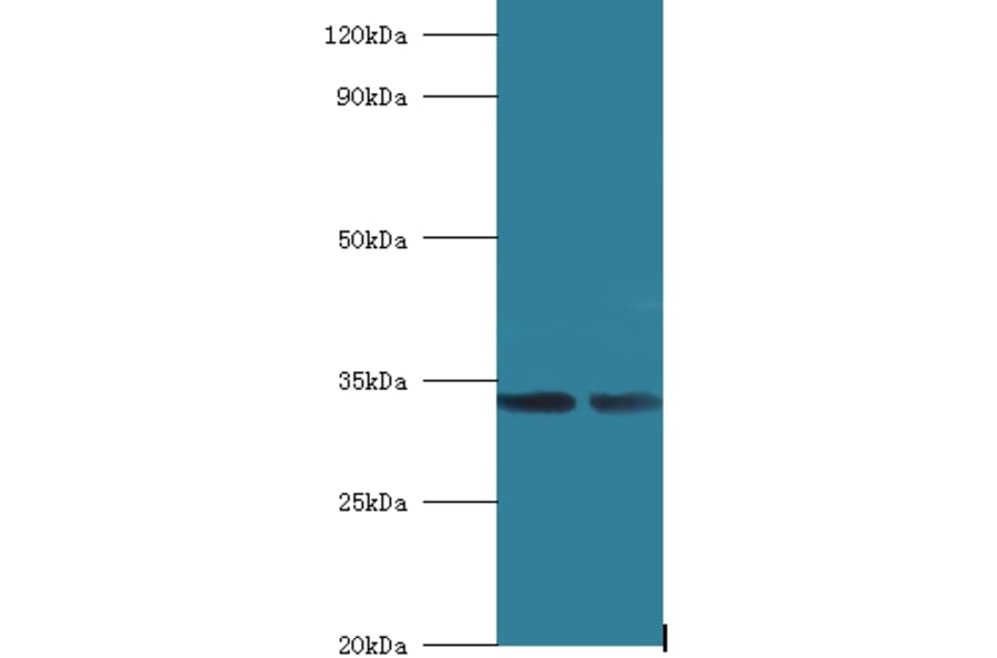 39S ribosomal protein L19, mitochondrial Polyclonal Antibody from Signalway Antibody (42259) - Antibodies.com