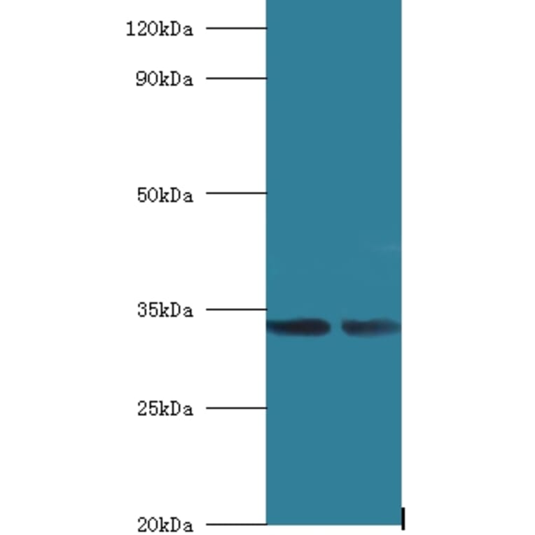 39S ribosomal protein L19, mitochondrial Polyclonal Antibody from Signalway Antibody (42259) - Antibodies.com