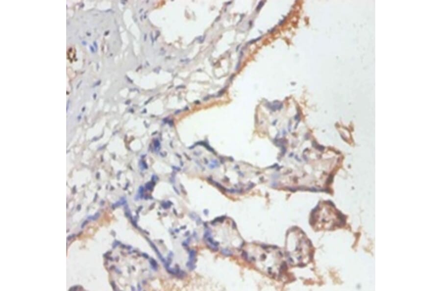 Immunohistochemistry - 39S ribosomal protein L19, mitochondrial Polyclonal Antibody from Signalway Antibody (42259)