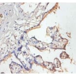 Immunohistochemistry - 39S ribosomal protein L19, mitochondrial Polyclonal Antibody from Signalway Antibody (42259)