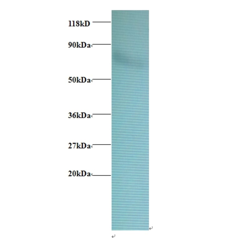 Heat shock protein 75 kDa, mitochondrial Polyclonal Antibody from Signalway Antibody (42399) - Antibodies.com