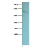 Heat shock protein 75 kDa, mitochondrial Polyclonal Antibody from Signalway Antibody (42399) - Antibodies.com