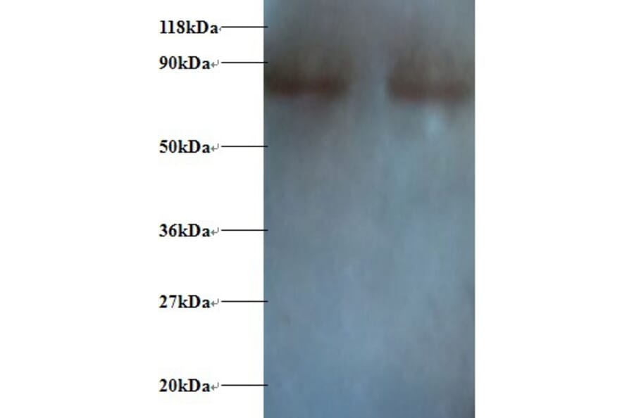 Nuclear factor NF-kappa-B p105 subunit 1 Polyclonal Antibody from Signalway Antibody (42522) - Antibodies.com