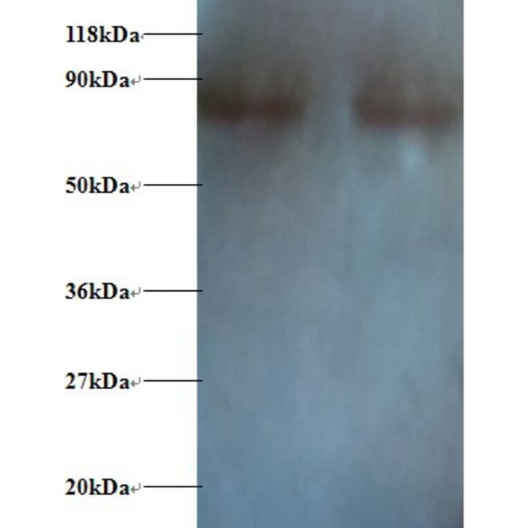 Nuclear factor NF-kappa-B p105 subunit 1 Polyclonal Antibody from Signalway Antibody (42522) - Antibodies.com