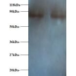 Nuclear factor NF-kappa-B p105 subunit 1 Polyclonal Antibody from Signalway Antibody (42522) - Antibodies.com