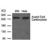 Western blot - Acetyl CoA Carboxylase Antibody from Signalway Antibody (21583) - Antibodies.com