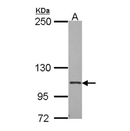 CD41/Integrin alpha 2b antibody from Signalway Antibody (22696) - Antibodies.com