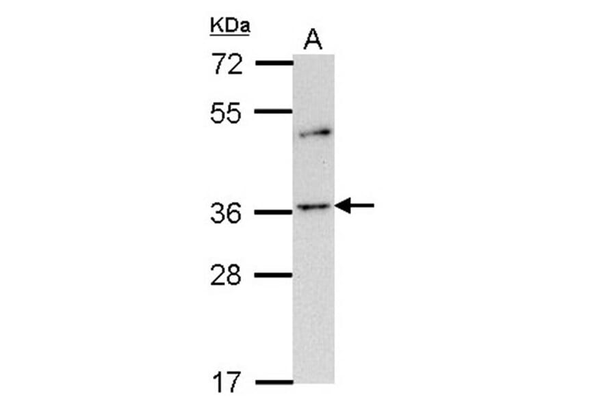 Olfactory receptor 2A4 antibody from Signalway Antibody (22819) - Antibodies.com