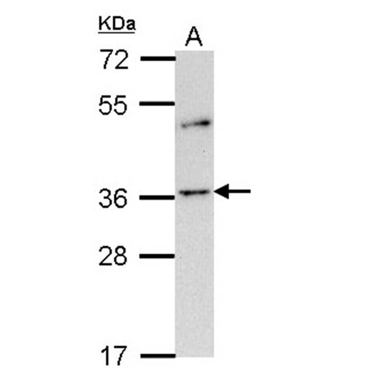 Olfactory receptor 2A4 antibody from Signalway Antibody (22819) - Antibodies.com