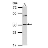 Olfactory receptor 2A4 antibody from Signalway Antibody (22819) - Antibodies.com