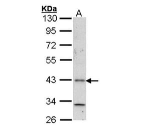 Histamine H4 Receptor antibody from Signalway Antibody (22820) - Antibodies.com
